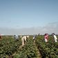 Farmworkers, Mostly Undocumented, Become 'Essential' During Pandemic