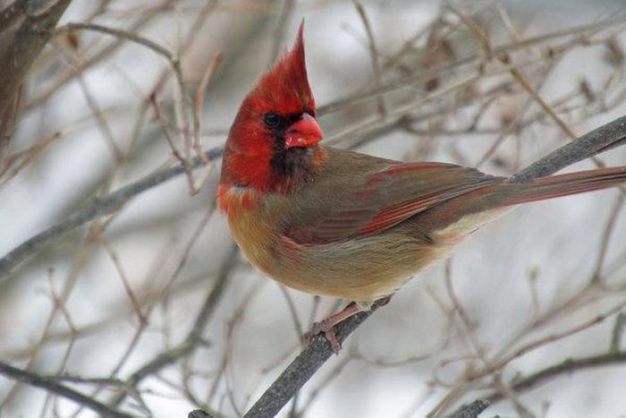 A rare bird indeed half male, half female