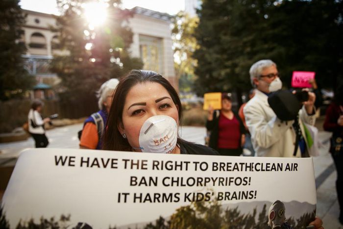 EPA Won't Ban Chlorpyrifos, Pesticide Tied to Children's Health Problems