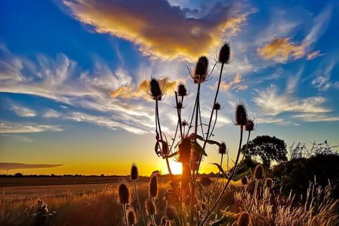 World Meteorological Organization