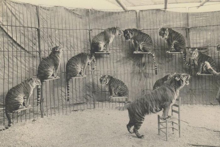 Overlooked No More: Mabel Stark, fearless tiger trainer