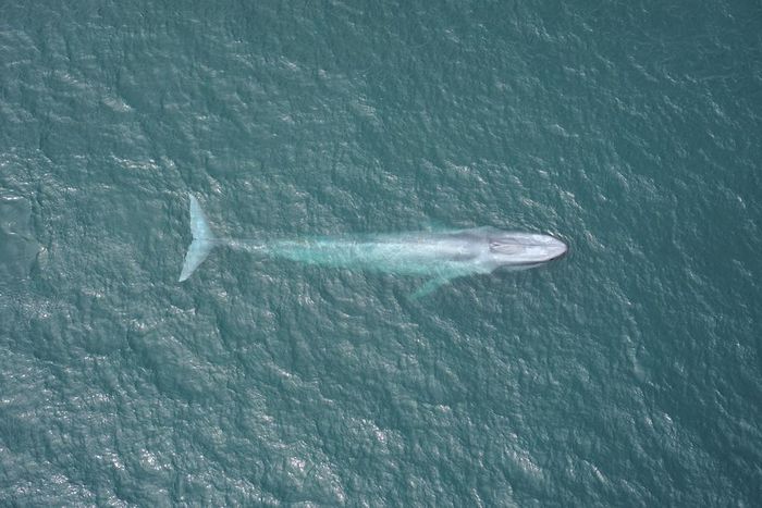 Blue Whale Hearts May Beat Only Twice a Minute During a Dive