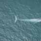 Blue Whale Hearts May Beat Only Twice a Minute During a Dive