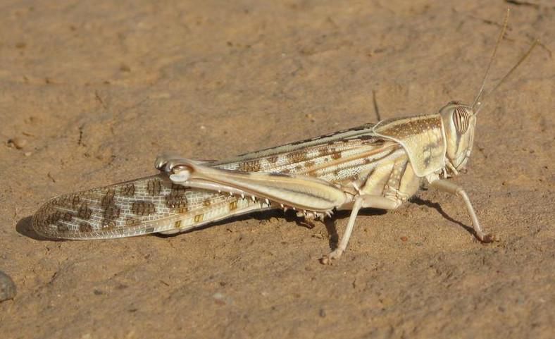 Government changes tact in tackling locust menace in North Eastern Kenya region
