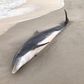 Finding Dolphins Shot and Stabbed, Authorities Offer $20,000 for Help