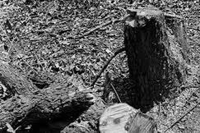 When an ax-wielding mob leveled a gay cruising spot, as police watched