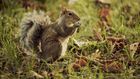 Squirrels Relax When They Hear Birds Relaxing