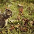 Squirrels Relax When They Hear Birds Relaxing
