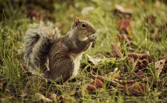 Squirrels Relax When They Hear Birds Relaxing