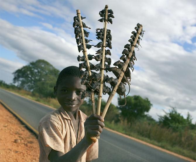 A boy holding skewers of mice (Vice)