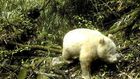 White Panda Is Spotted in China for the First Time
