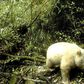 White Panda Is Spotted in China for the First Time