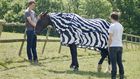 Why Do Zebras Have Stripes? Scientists Camouflaged Horses to Find Out