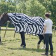 Why Do Zebras Have Stripes? Scientists Camouflaged Horses to Find Out