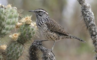 Birds Are Vanishing From North America
