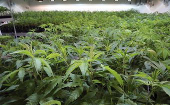 Now for the Hard Part: Getting Californians to Buy Legal Weed