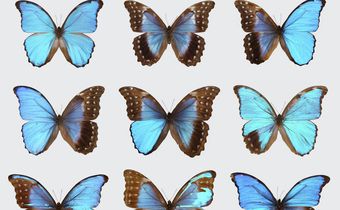 Split-Sex Animals Are Unusual, Yes, but Not as Rare as You'd Think