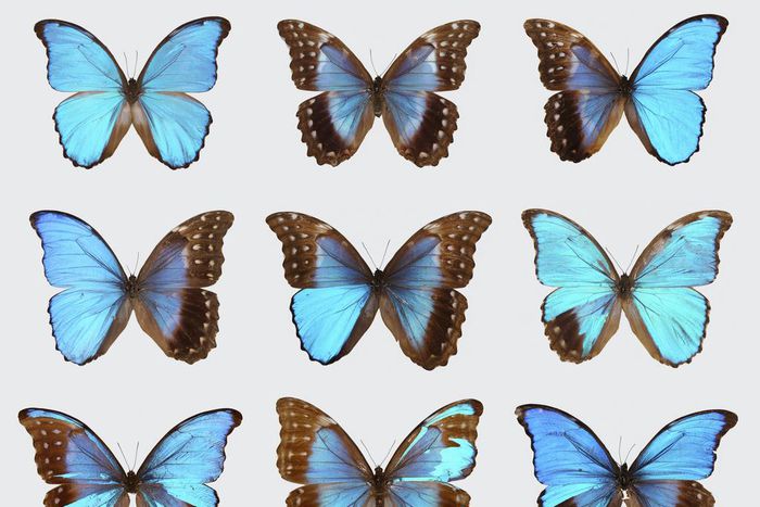 Split-Sex Animals Are Unusual, Yes, but Not as Rare as You'd Think