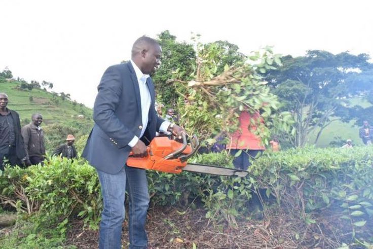 Nandi Governor Stephen Sang leading residents in cutting and uprooting tea on the disputed piece of land on 7 June 2019