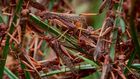 Locusts invade farms in Kenya