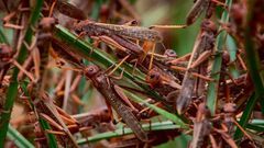 Locusts invade farms in Kenya