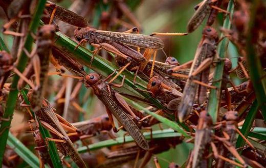 Locusts invade farms in Kenya