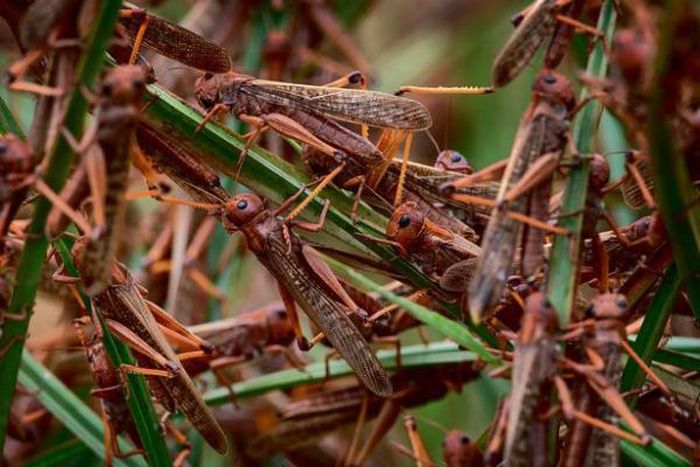 Locusts invade farms in Kenya