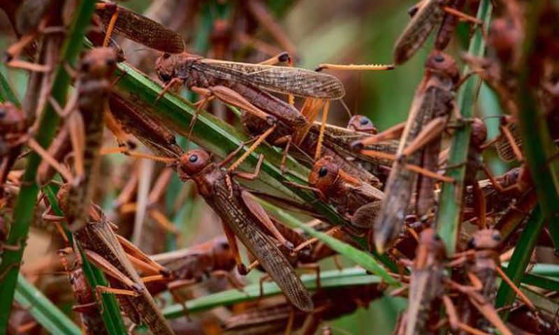 Locusts invade farms in Kenya