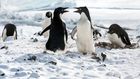 'Penguins' review: A nature documentary veers into fairy tale