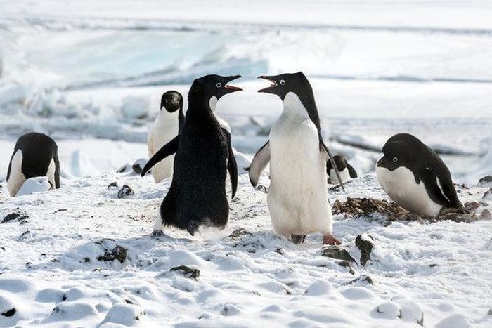 'Penguins' review: A nature documentary veers into fairy tale