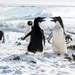 'Penguins' review: A nature documentary veers into fairy tale