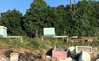 Beehive Arson in Texas kills half a million: 'There Goes My Honey Flow'