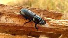 How parasites help a forest clean up