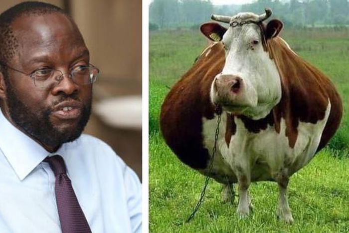 Here are all the jokes on Kisumu county's Sh3.7 million cow