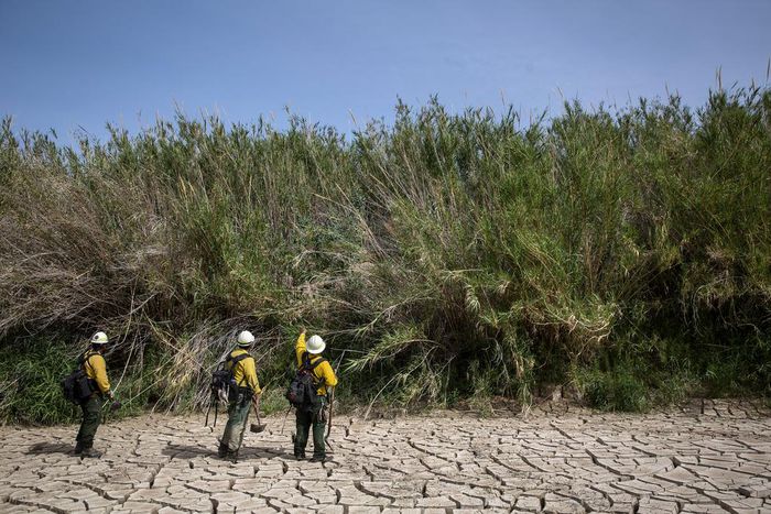Invasive Grasses May Worsen Wildfires, Study Suggests