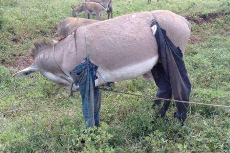 Donkey in trousers(Nation)