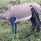 Donkey in trousers(Nation)