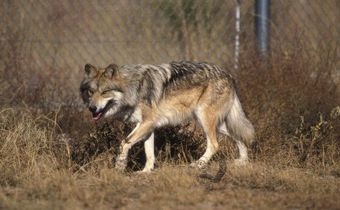 Why a border wall could mean trouble for wildlife
