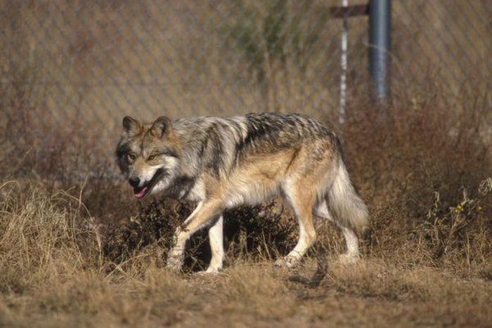 Why a border wall could mean trouble for wildlife