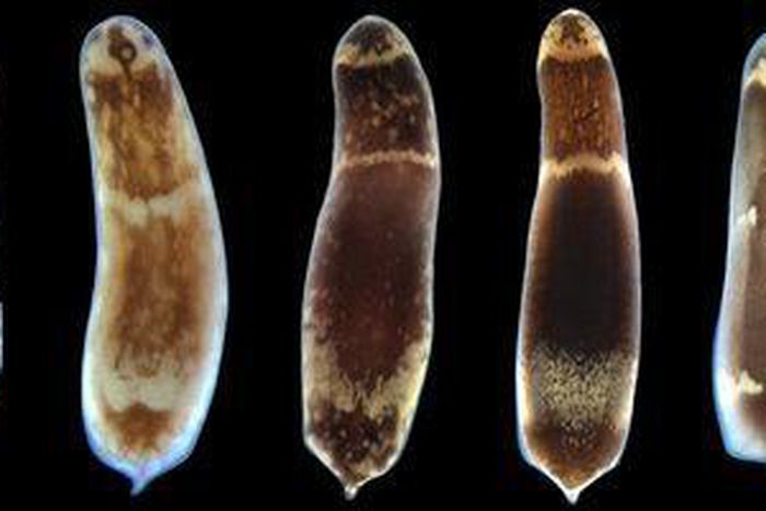 Chop up a worm, it will regenerate, scientists figured out why