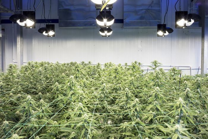 New York City Council Votes to Ban Marijuana Testing for Job Applicants