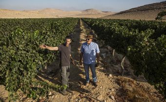 The Future of Wine: Very, Very Dry