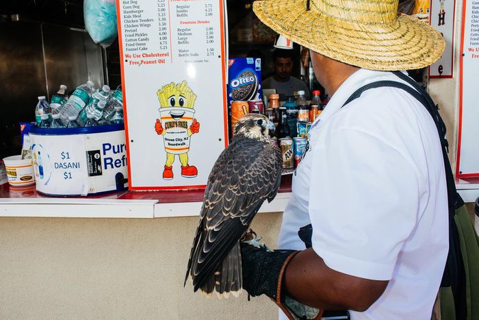 Marauding Sea Gulls Have Met Their Match