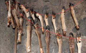 What Was Kept in This Stone Age Meat Locker? Bone Marrow