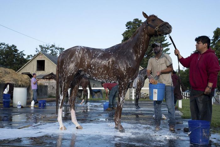 'She Always Looked Out for Us': the Glamorous Patron of Stablehands