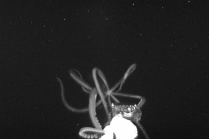 Giant Squid, Phantom of the Deep, Makes Second Video Appearance