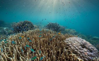 Watching 'Our Planet,' where the predator is us