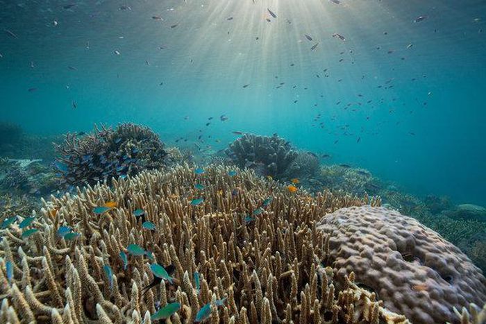 Watching 'Our Planet,' where the predator is us