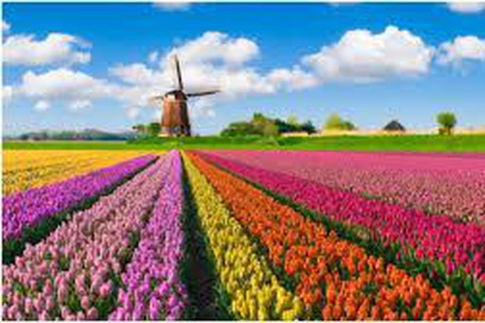 Bubbles, tulips and trophies: A celebration