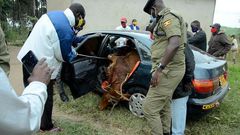 Livestock theft is on the rise during the festive season